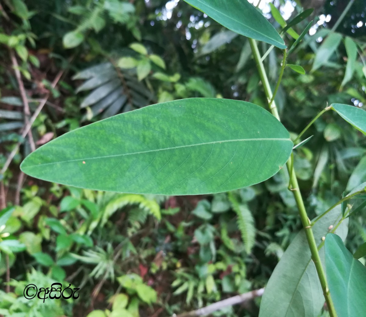 Codariocalyx motorius (Houtt.) H.Ohashi